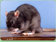 rat control Mexborough