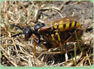 wasp control Mexborough